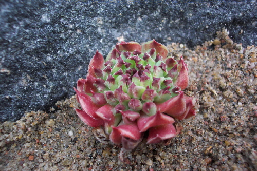 rosularia alyersonii